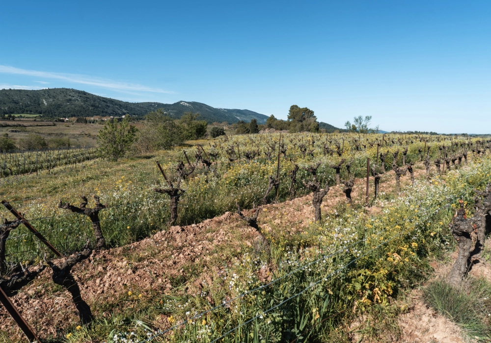 Le cycle de la vigne : une ann&eacute;e de patience, de gestes et de rythme naturel
