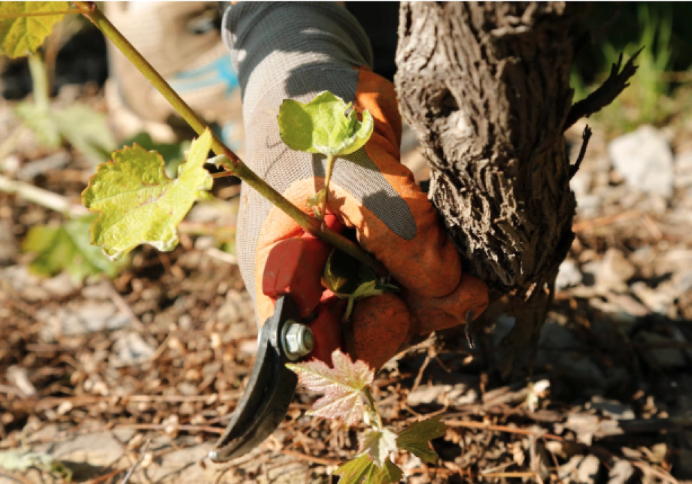 L&rsquo;&eacute;bourgeonnage : un travail de fond au c&oelig;ur du printemps